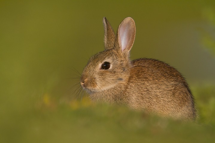 Wildkaninchen Oryctolagus cuniculus